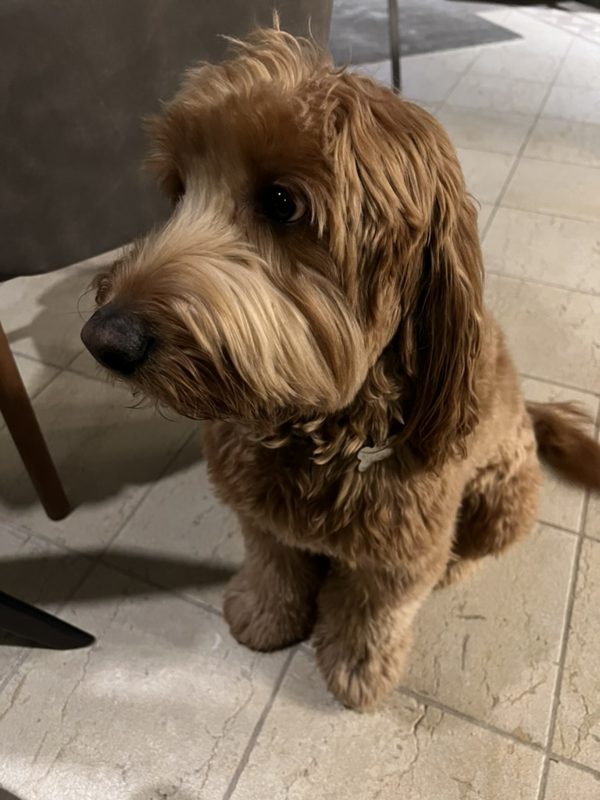 Foto de celular de Milo, sentado en el piso de la cocina.